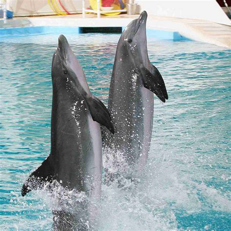 baltimore aquarium dolphin show